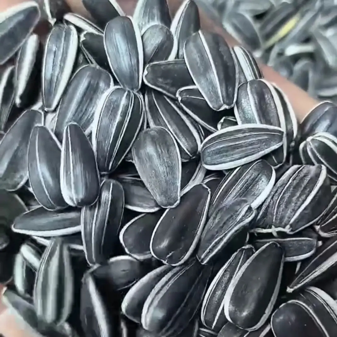 内蒙古美人心大颗粒生油葵饱满薄皮新鲜葵花籽皮薄零食