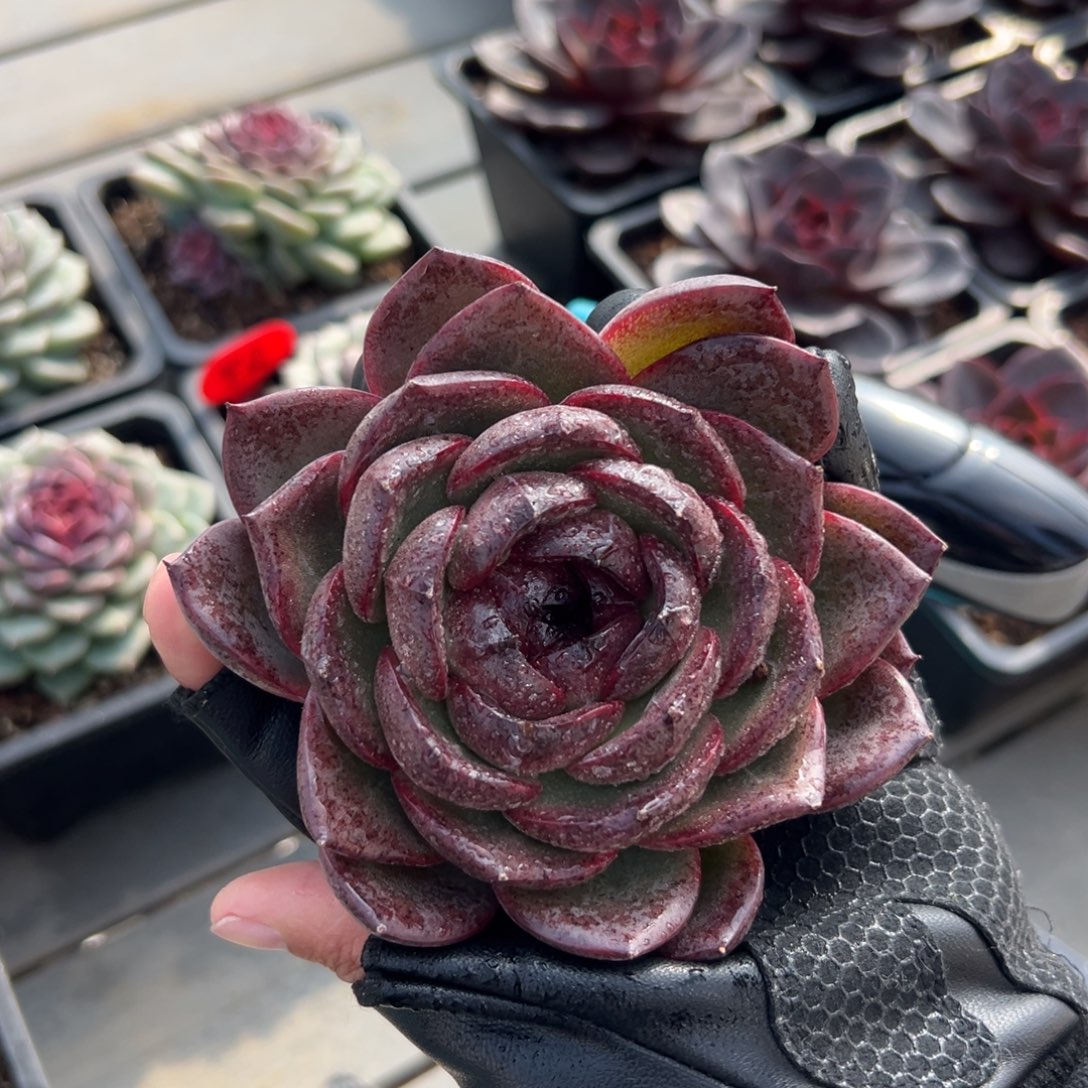 从前慢花园多肉编号1203-溜溜球