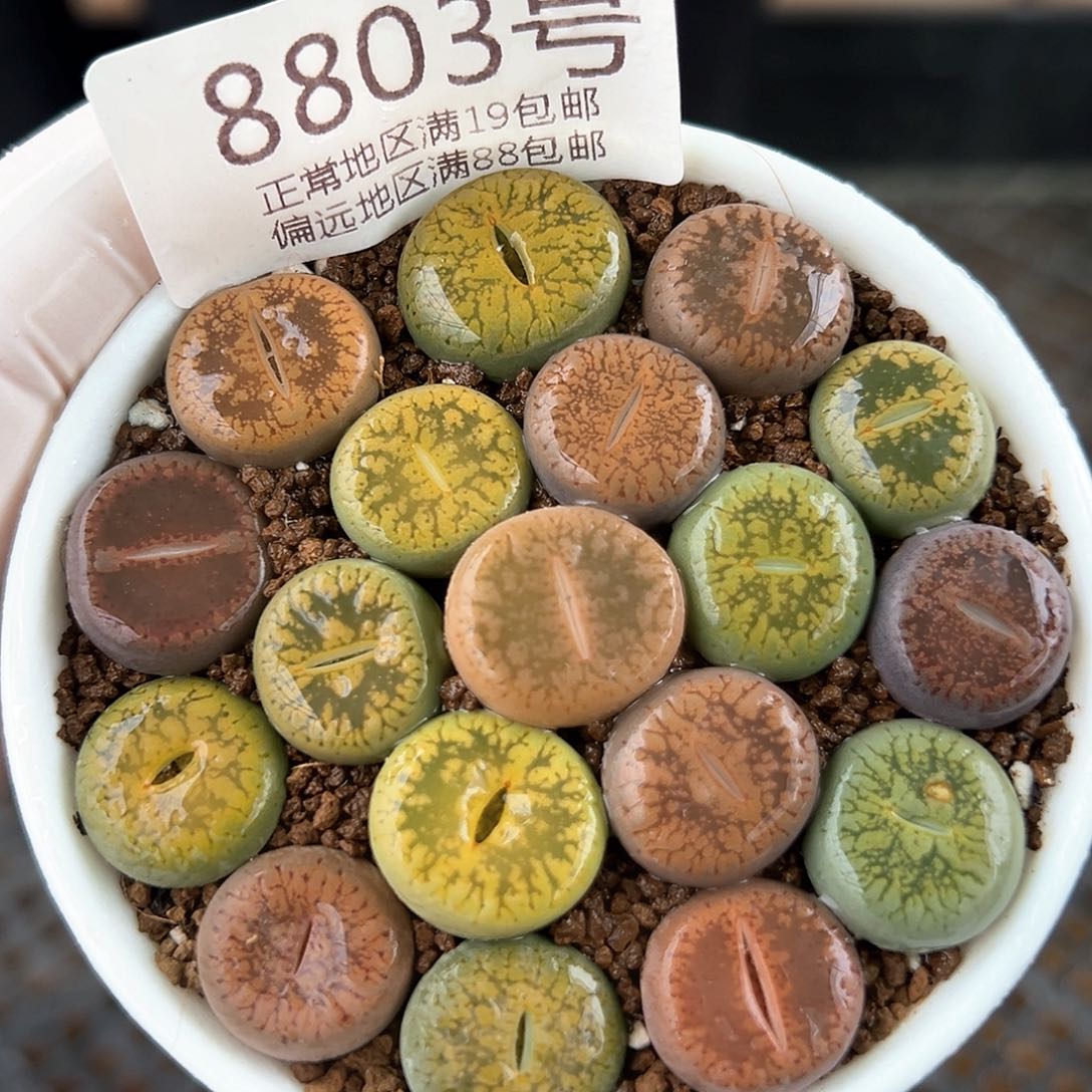 好养易活生石花大母本8803