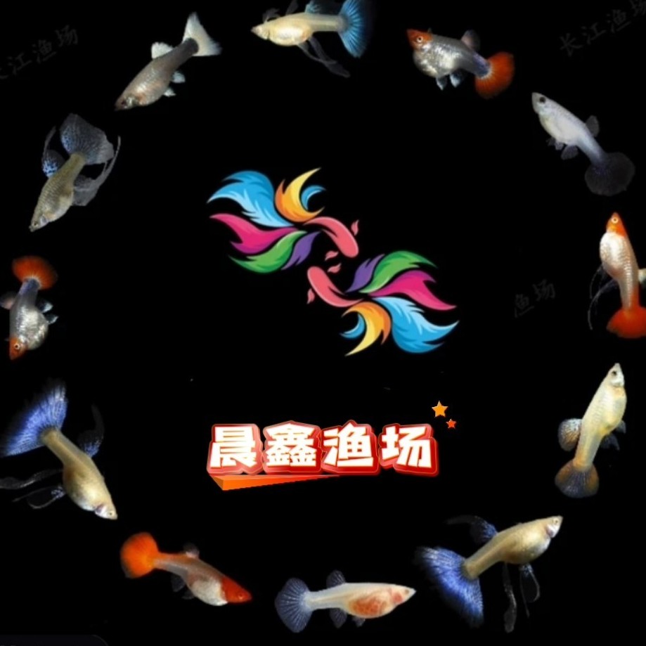 直播间专属链接孔雀鱼
