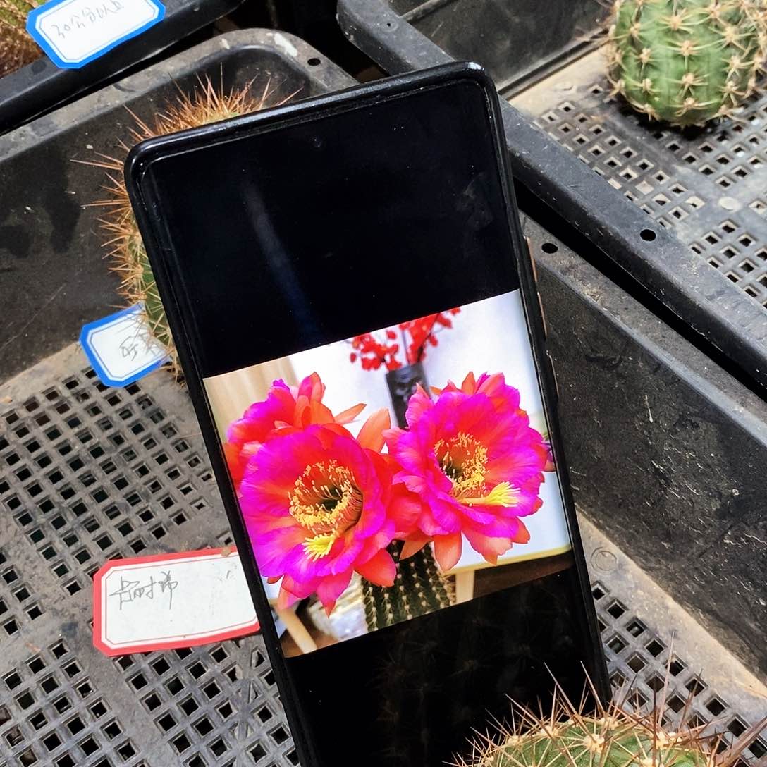 毛。卡耐希/侧芽歪20包邮/6公分