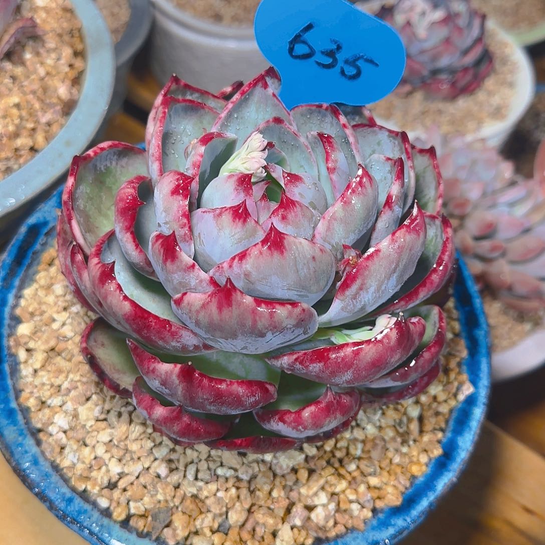 莞**笑惊鸿仙子一物一拍635号