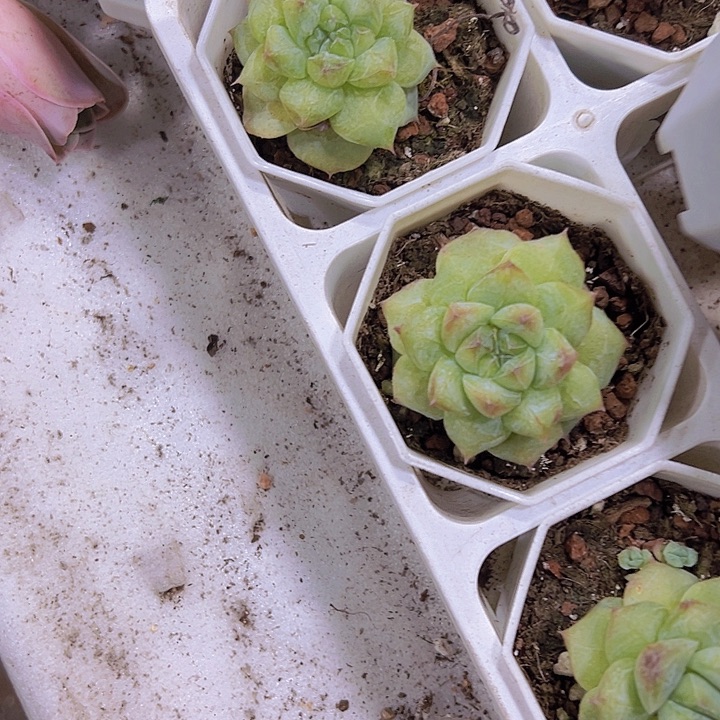 单头粉钻19包邮多肉植物