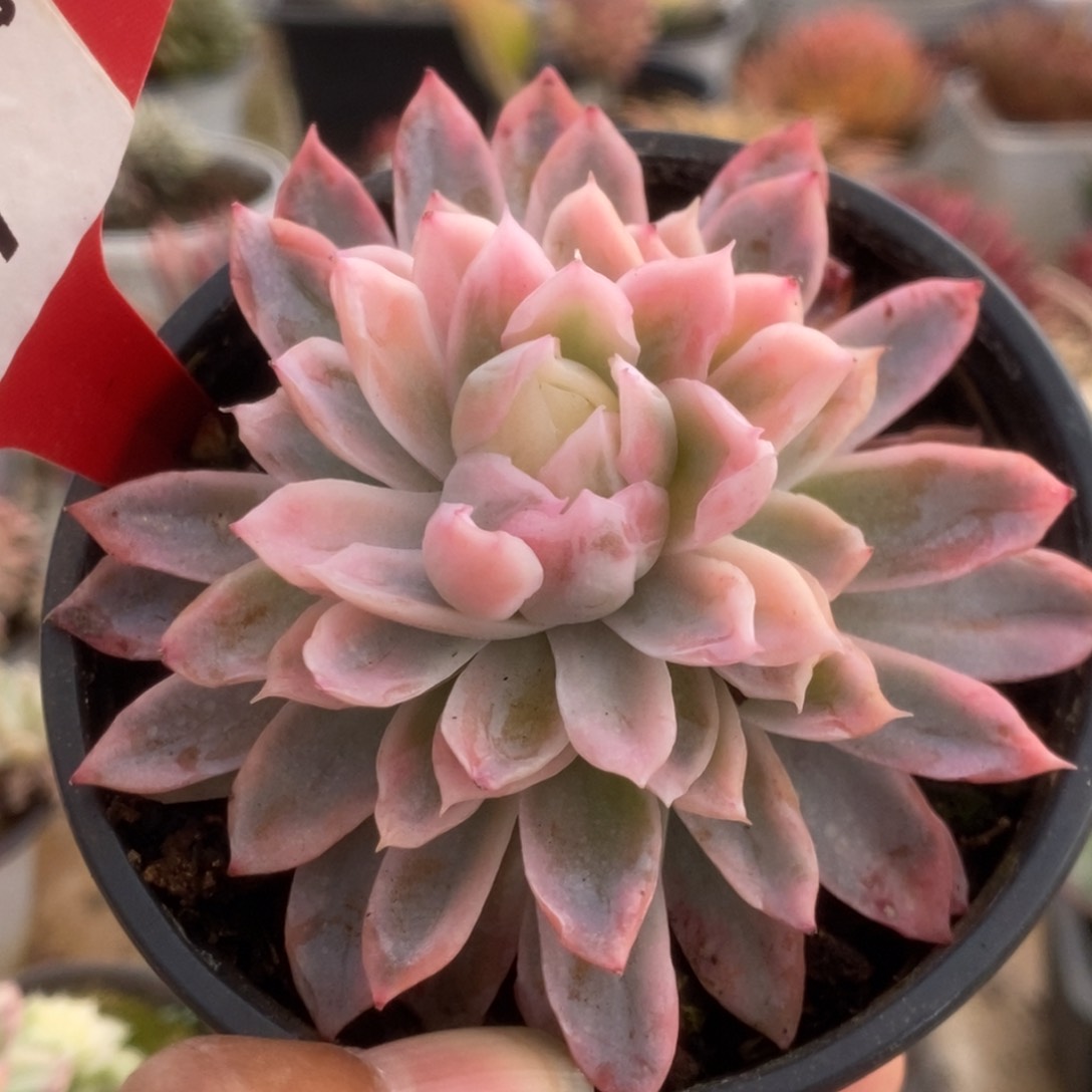 271紫罗兰锦锦锦锦锦锦锦