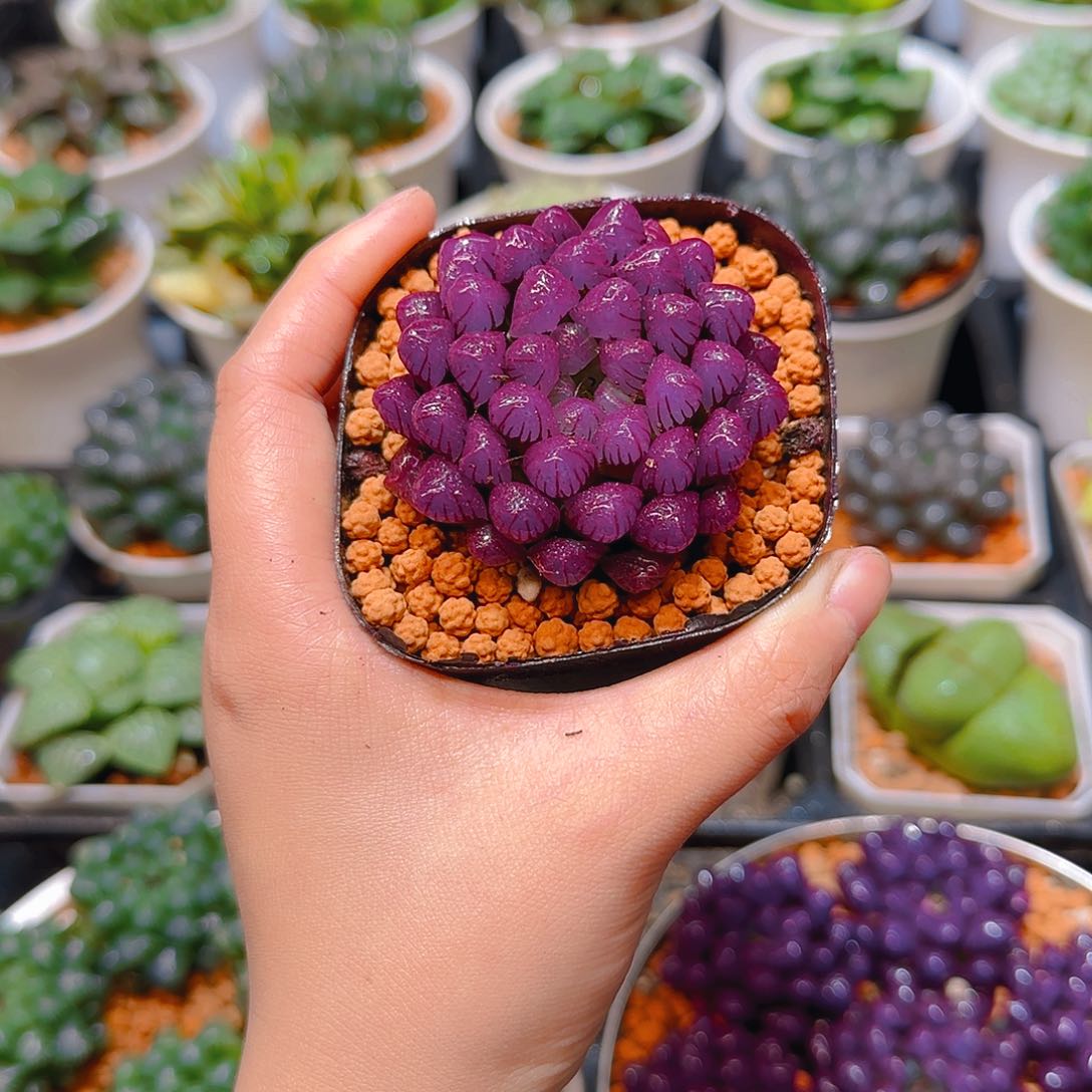 紫宝石冰灯玉露，原盆，人工上色