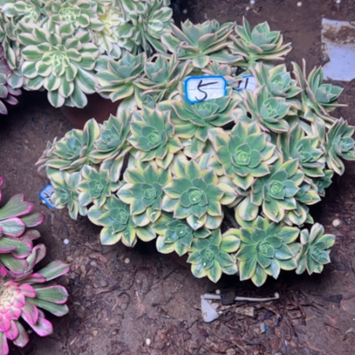 【闪购商品】多肉植物星爆5