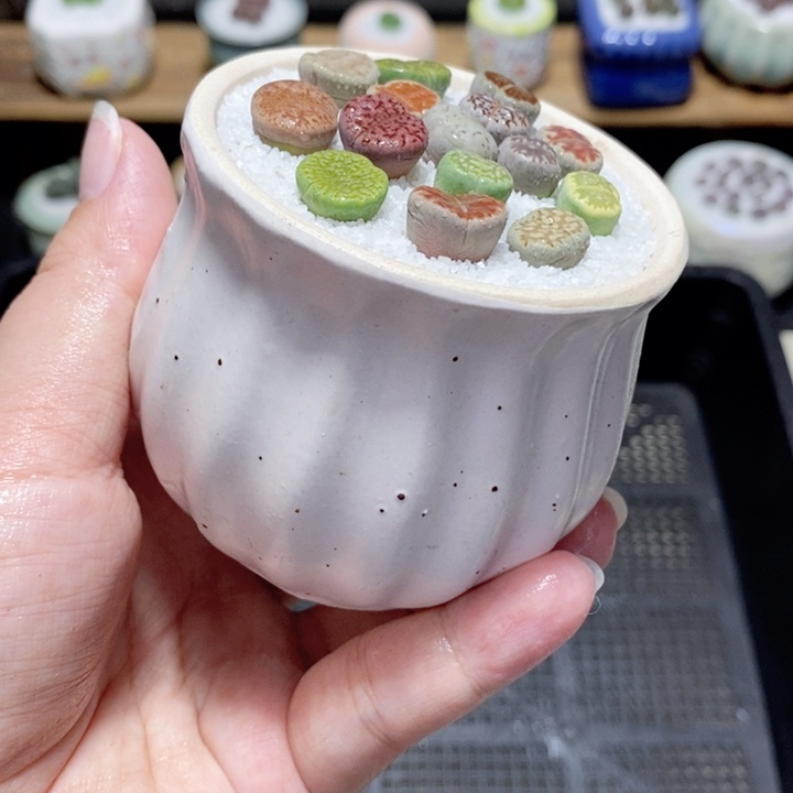 精美盆栽 一物一拍1763