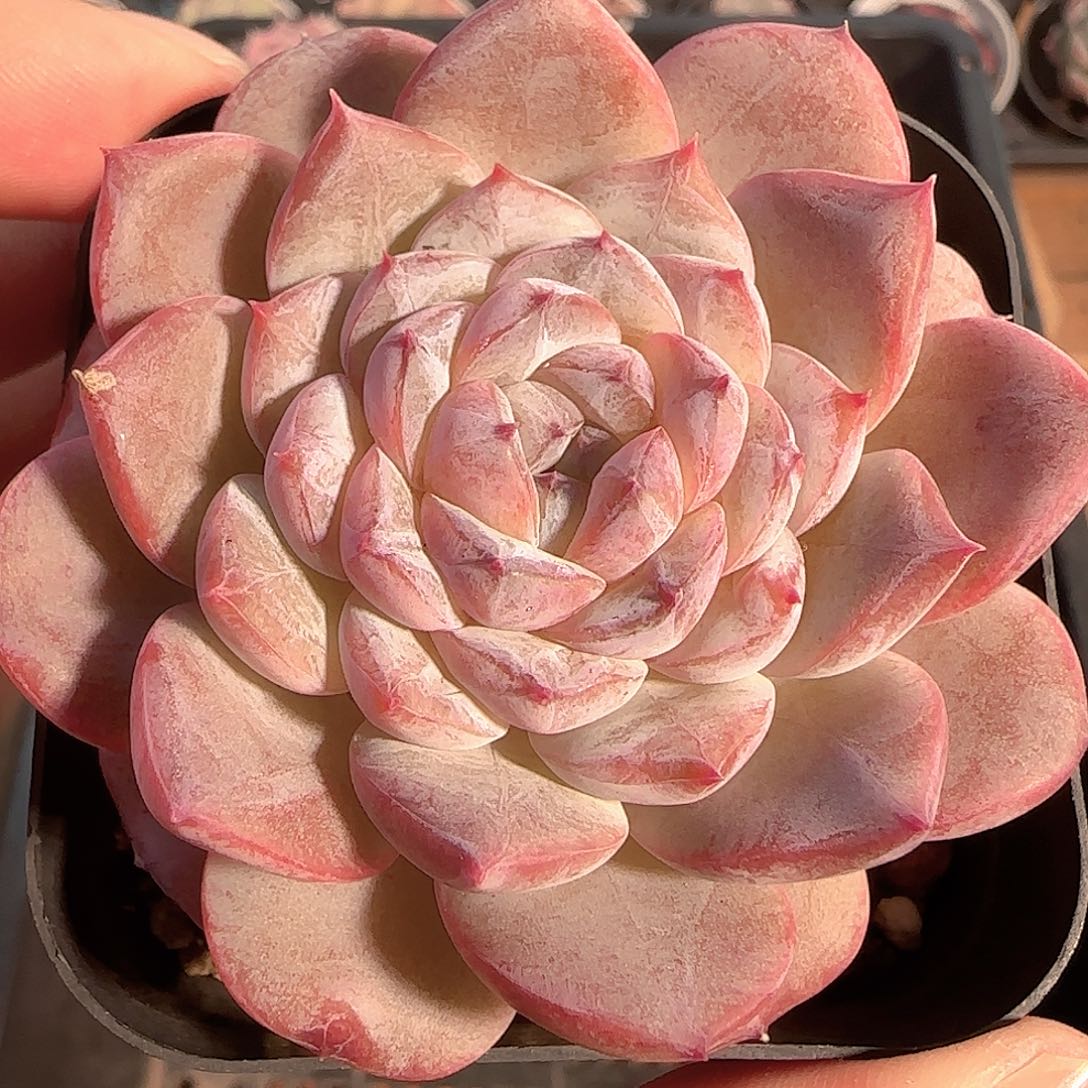 多肉1202-26糖心糖心