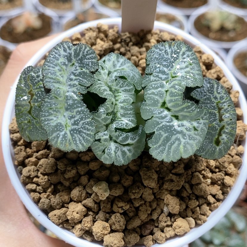 【闪购商品】181雄霸天下玉扇