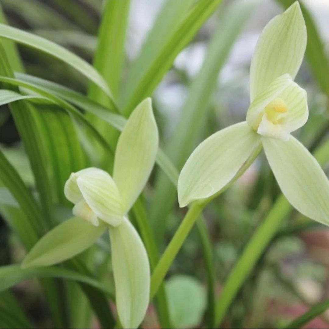 建兰大荷素名贵兰花盆栽室内花卉植物桌面高级绿植四季好养