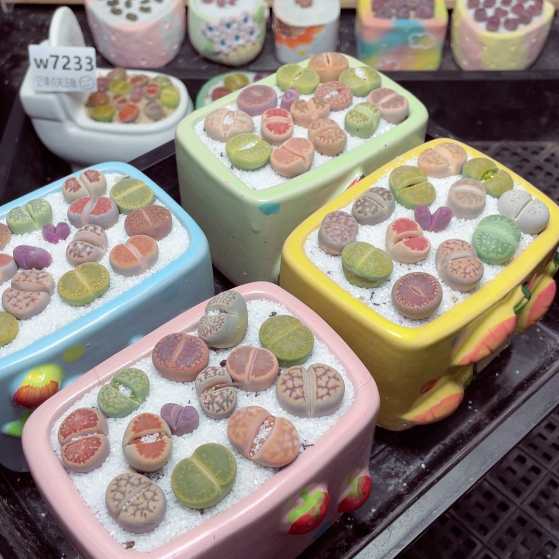 w99999长方形水果盆 一份一盆量拍