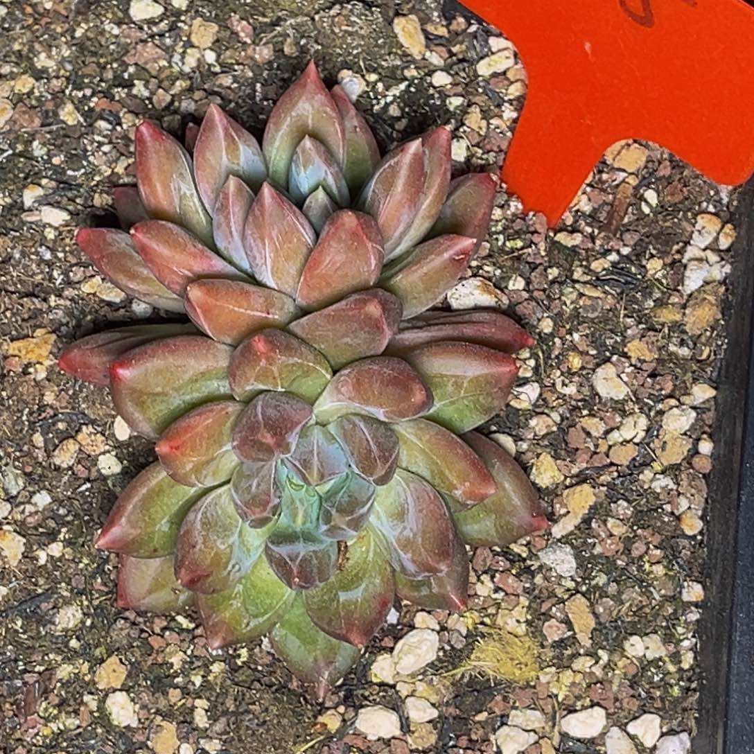 1005号晚上多肉植物群生多肉植物