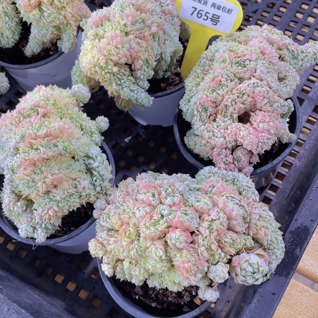 765号 带板子羊脂球缀化一个