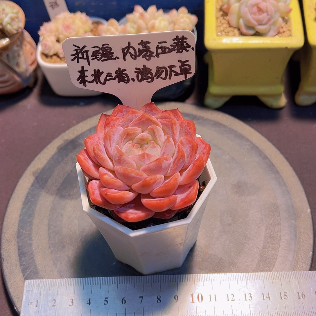 橘体冰魄，裸根发货，
