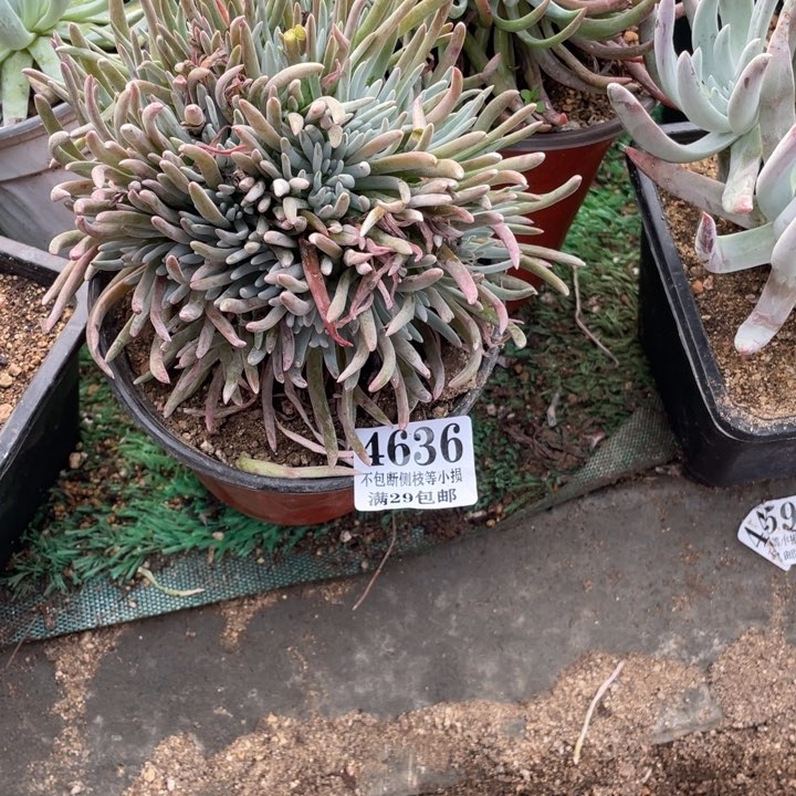 636号爱杜丽丝多肉植物