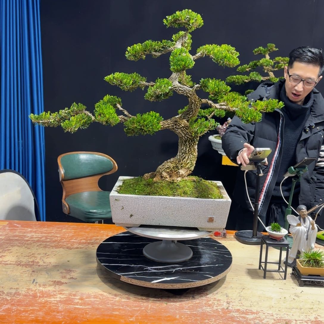 黄杨室内室外盆景艺术