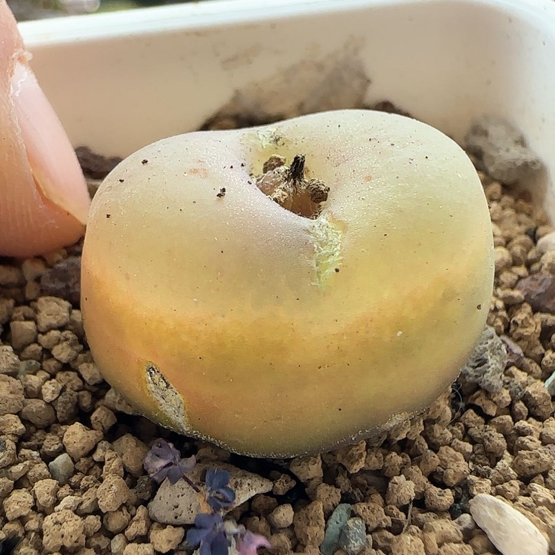 脱土年后发货23460