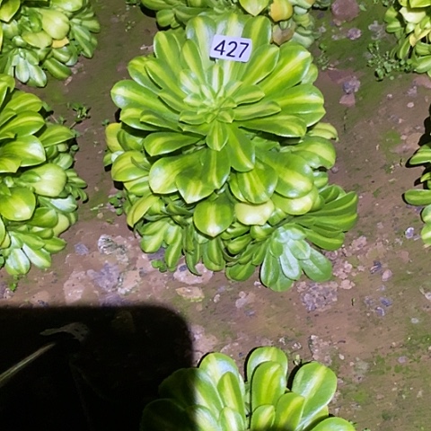 多肉植物法师427翡翠琉璃