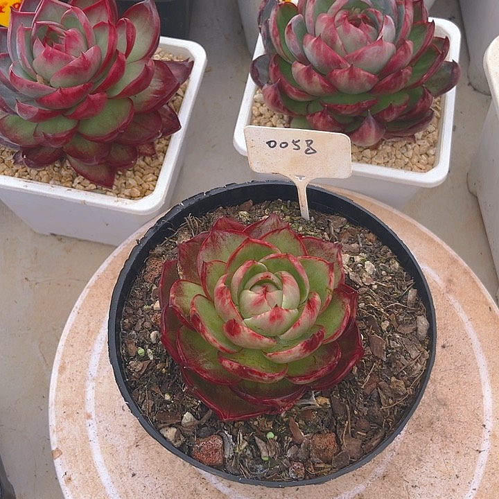 惊鸿仙子多肉植物58