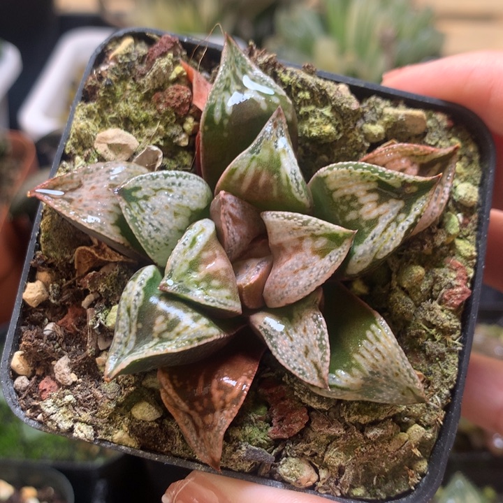 铜雀台一物一拍带盆