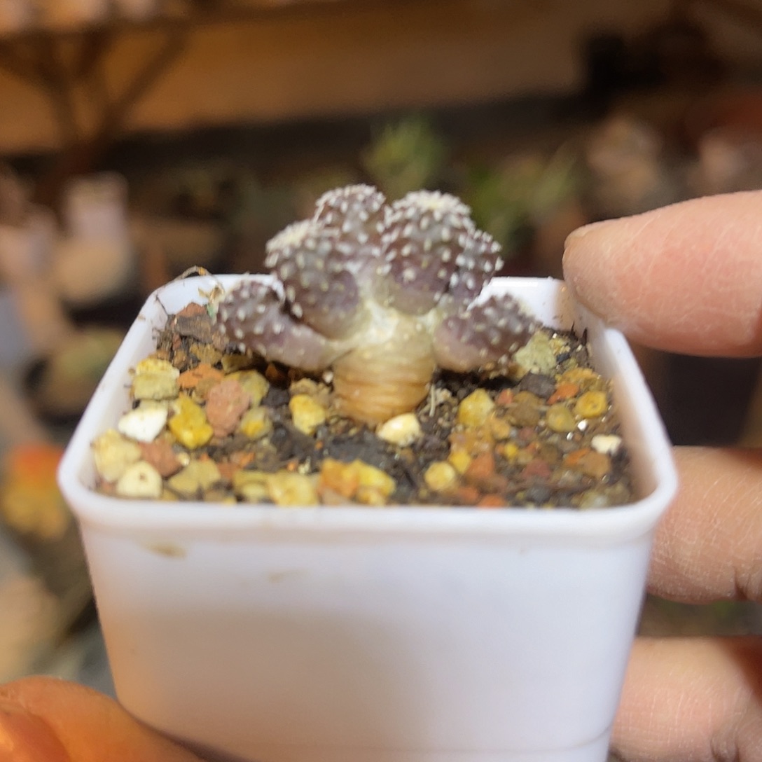 实生松针牡丹一物一拍