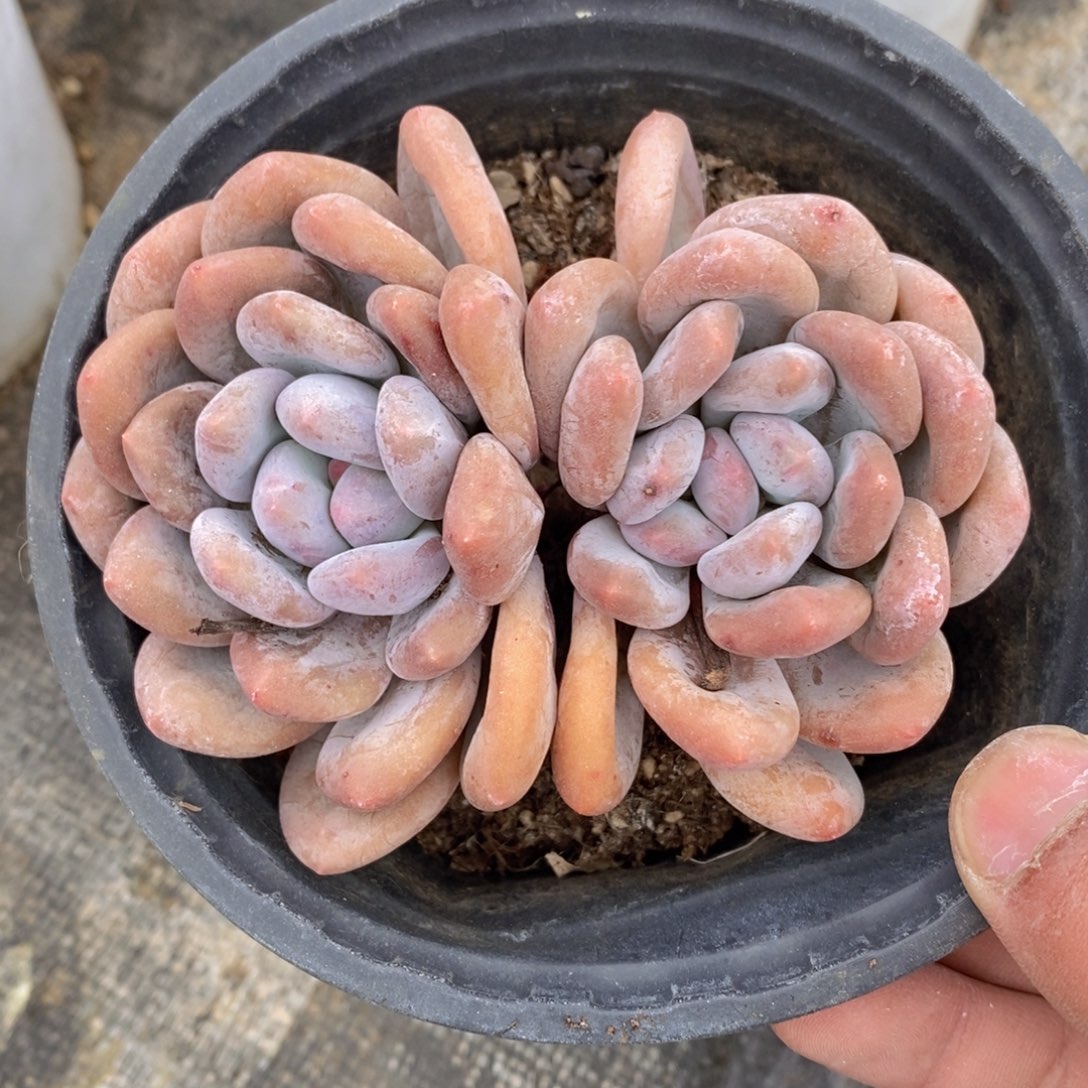 可问主播品种，下滑链接更多品种选择多肉