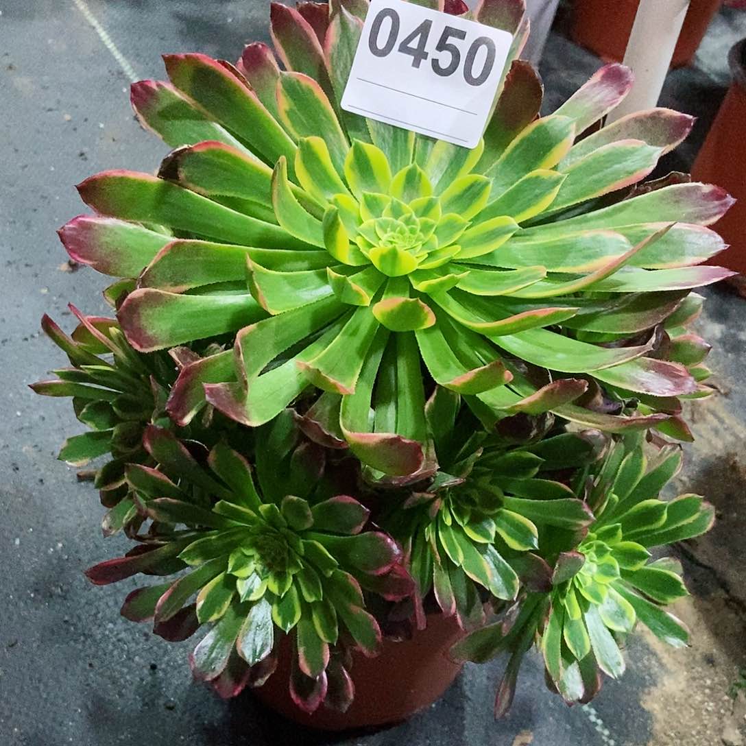 红陶0450朝霞3多肉