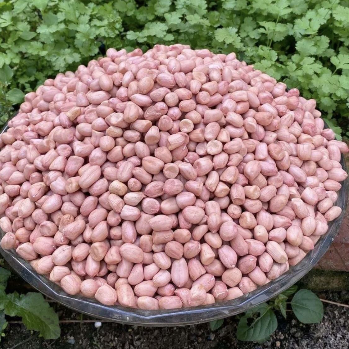 2025年新上市山东正宗大白沙花生米新鲜大粒生米五斤5斤当季新货