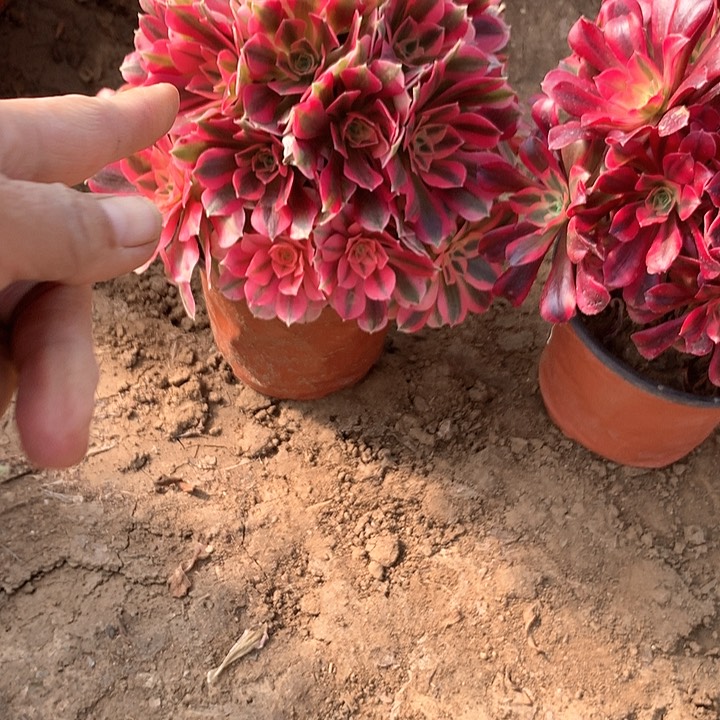 多肉植物女郎凤冠组合104