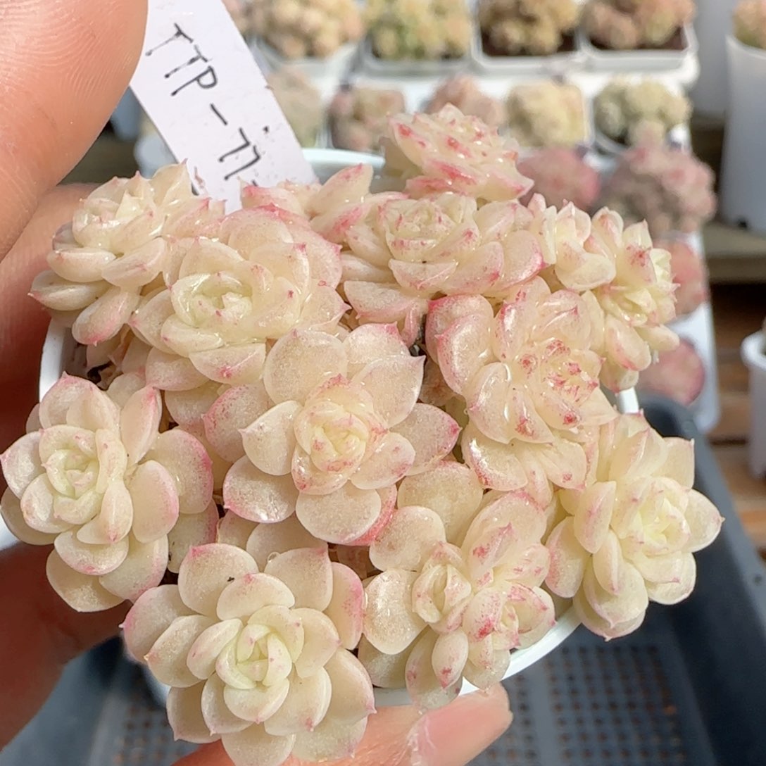 【闪购商品】0124-92（ttp-77-2）