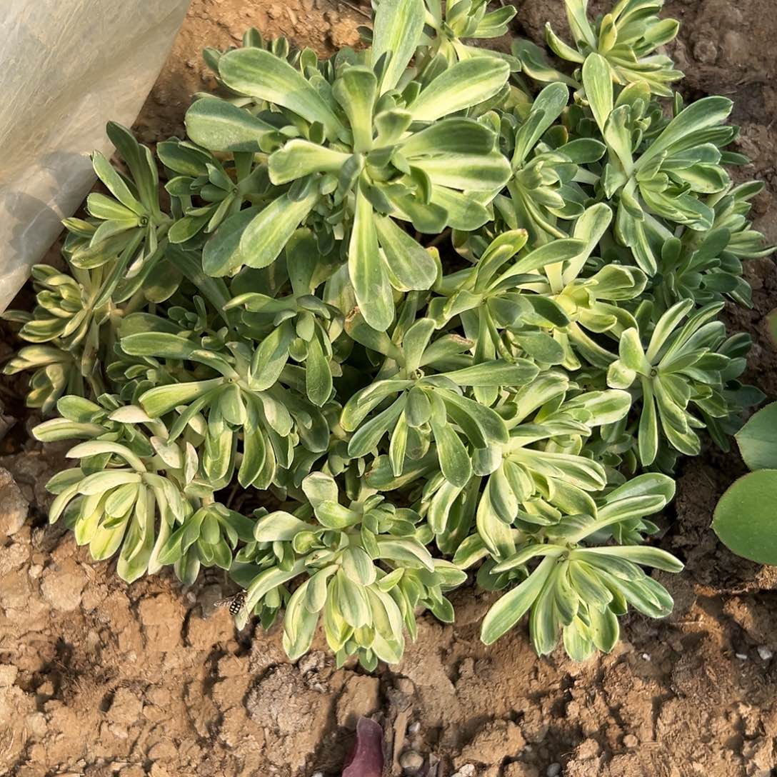 多肉植物爱染锦群