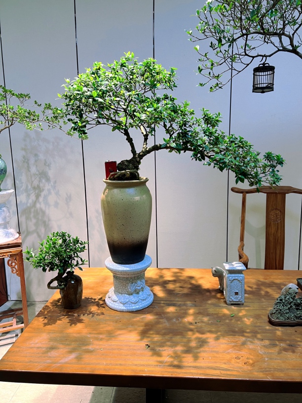 大坨桩四季揽叶栀子花