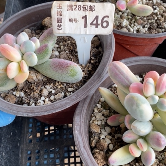 146一一一一一一一一一