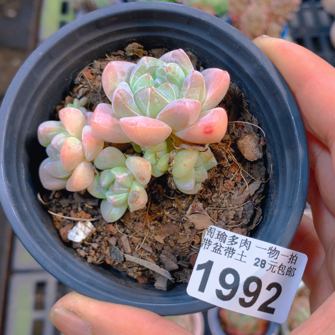 精控多肉植物1992