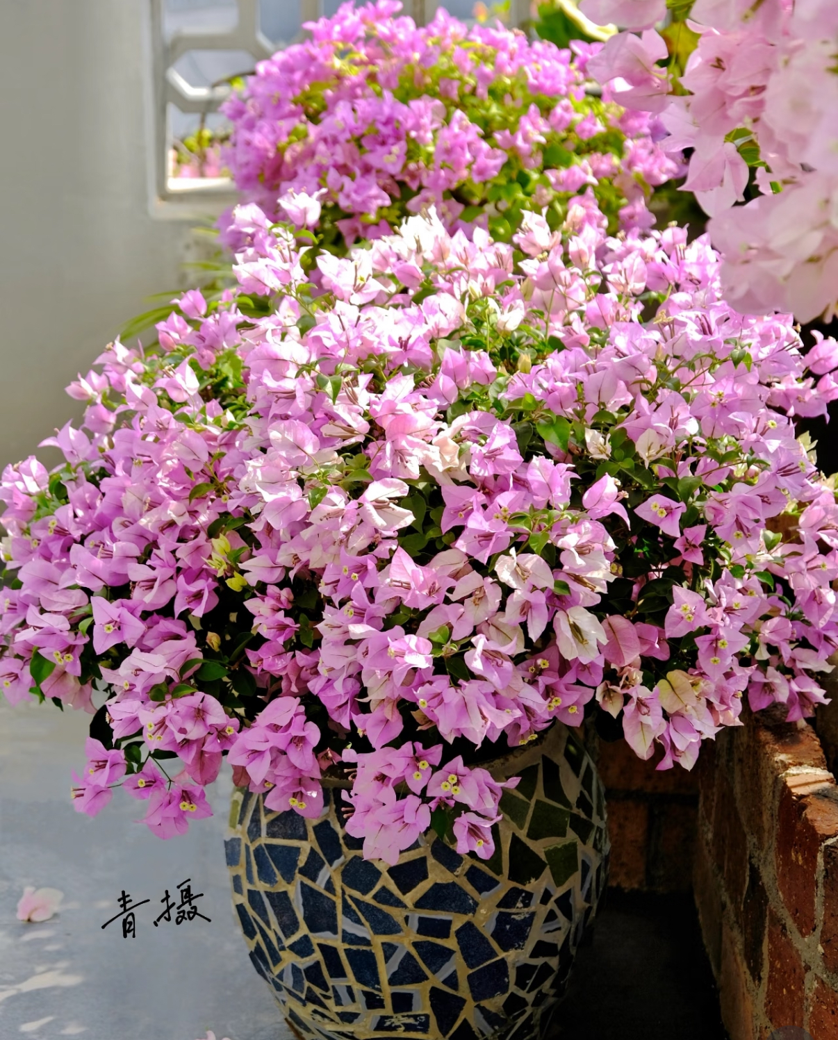 【一物一拍】三角梅 叶子花