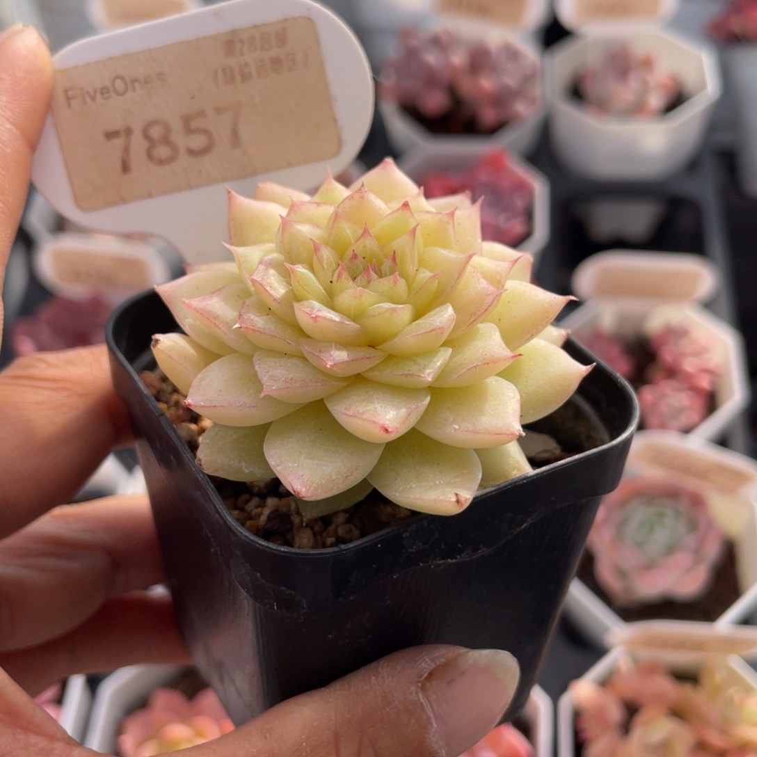 翡翠7857-5.5厘米