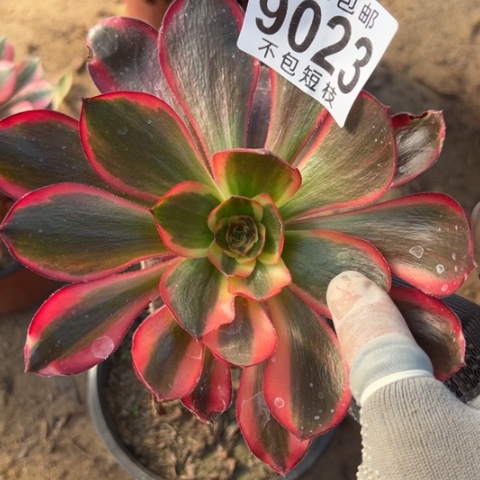 红魔女多肉植物法师9023