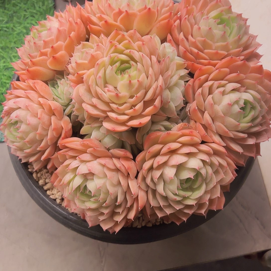 昂斯诺11111111111111