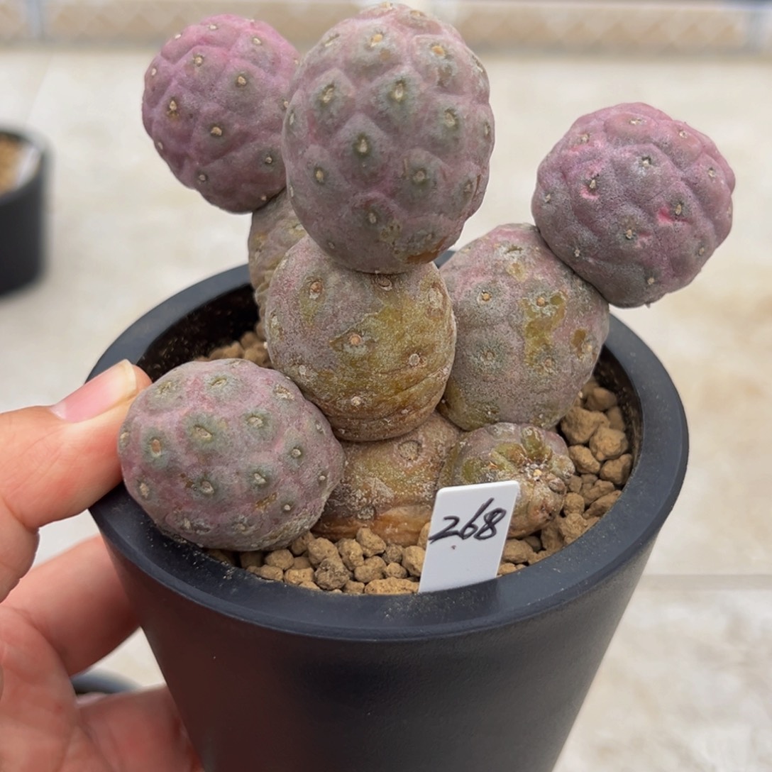 习志野 冰淇淋球状 