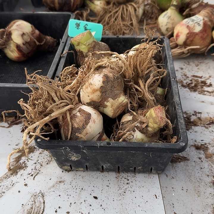 紫金朱顶红一棵5+