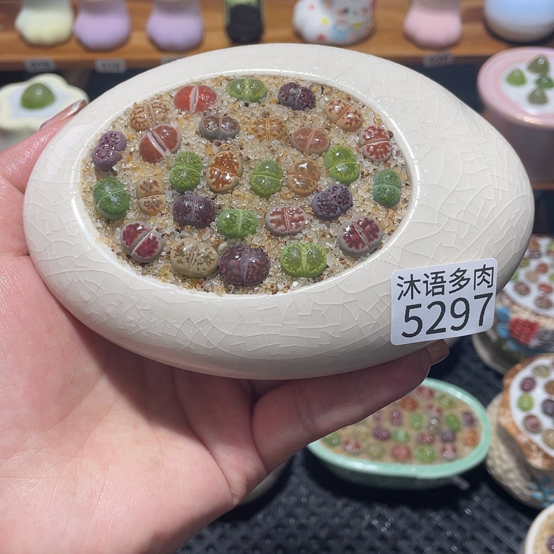 带盆土植物 一物一拍5297盆微瑕