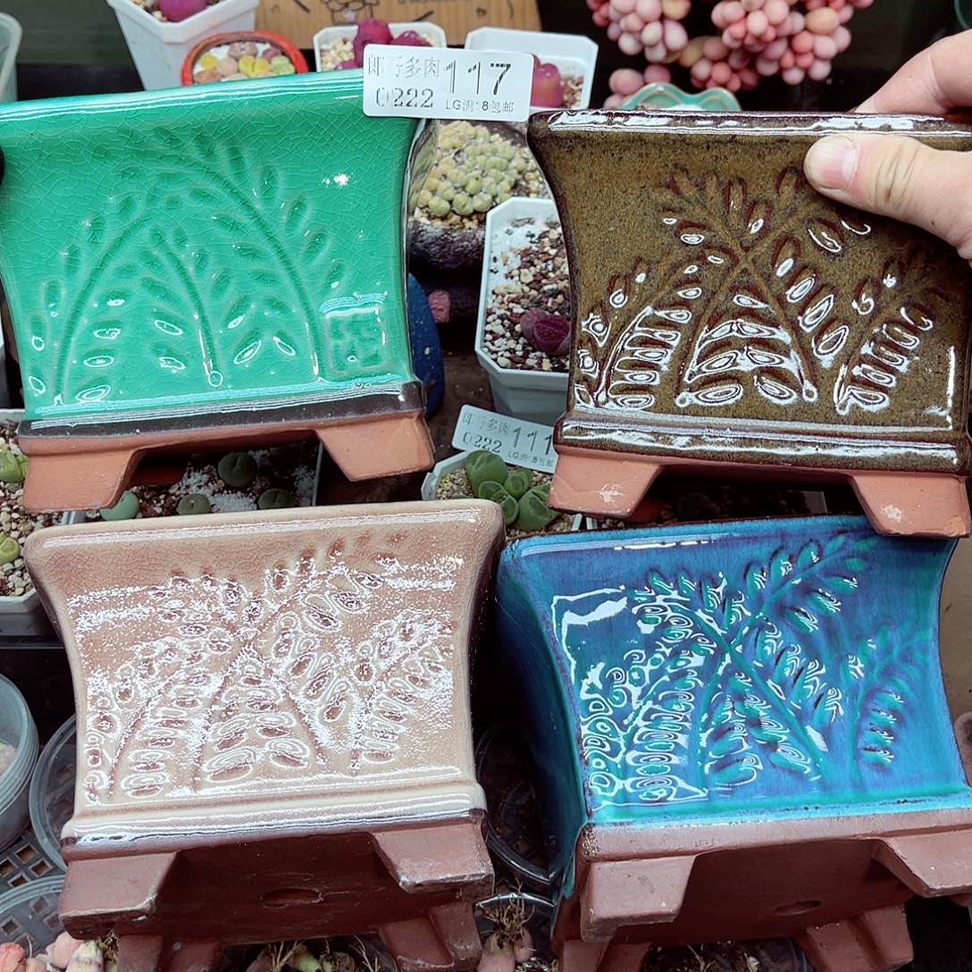 郎哥多肉生石花21-117