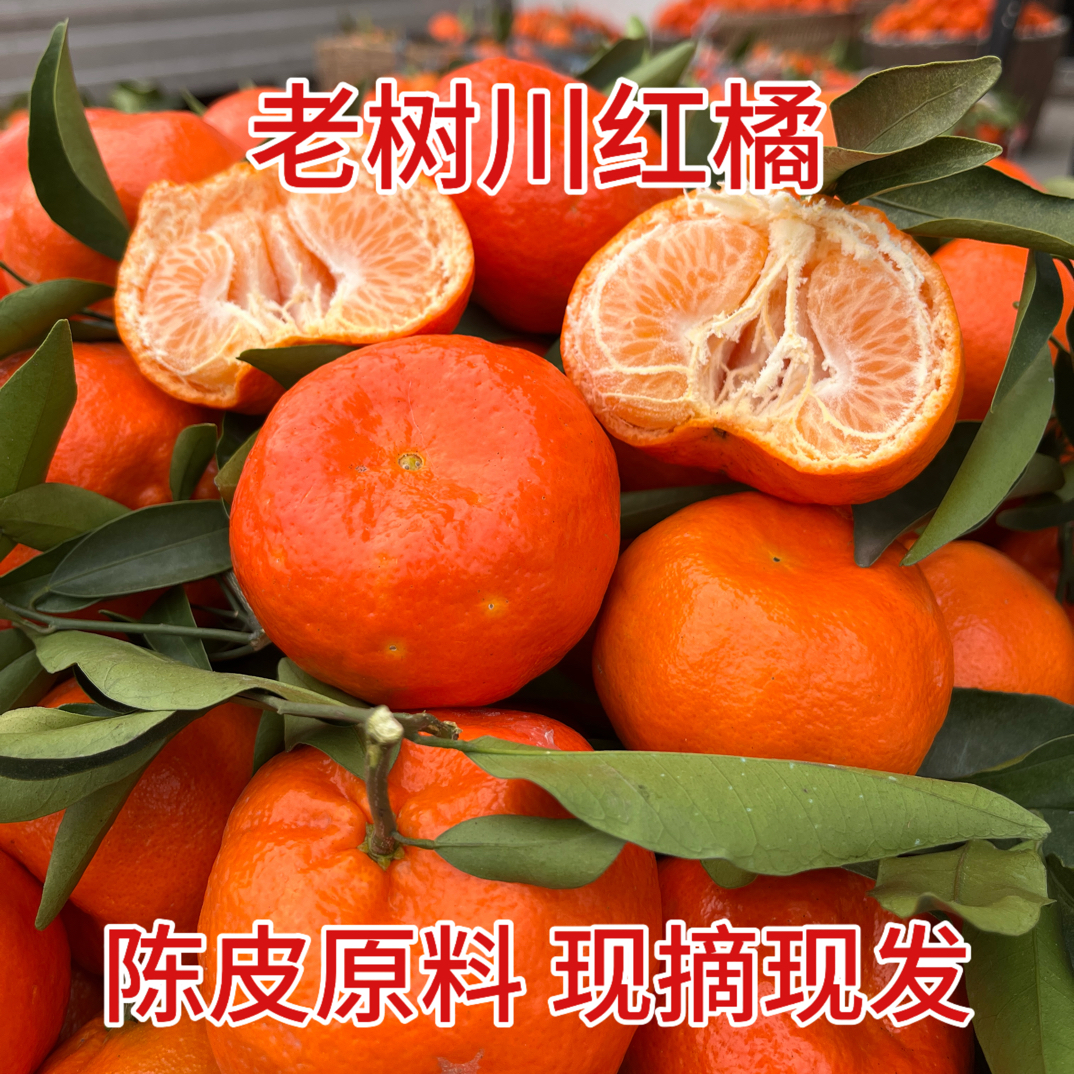川红橘老品红桔橘子新鲜水果5斤大红袍柑川陈皮原料薄皮柑红袍柑
