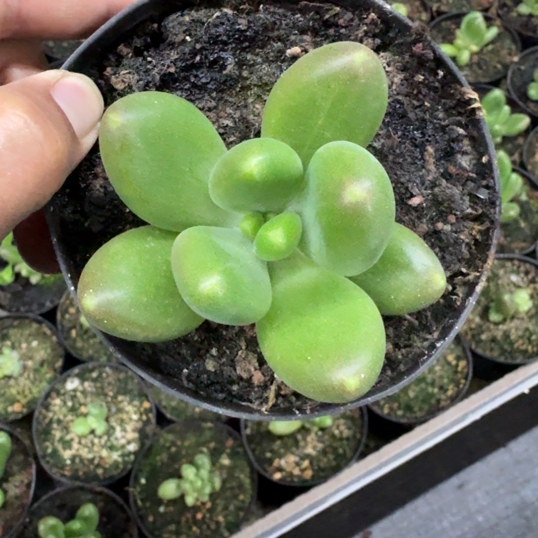 摩尔根 单头 一物一拍