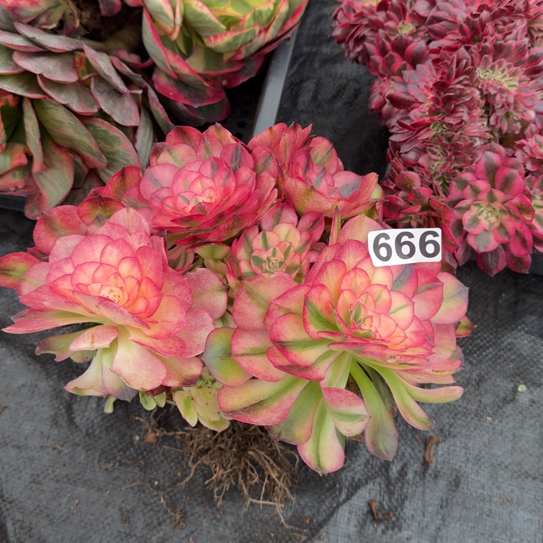 666多肉植物荔枝有砍特价