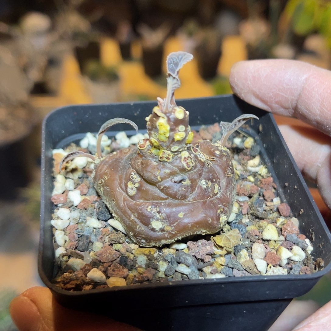 实生琉桑块根一物一拍