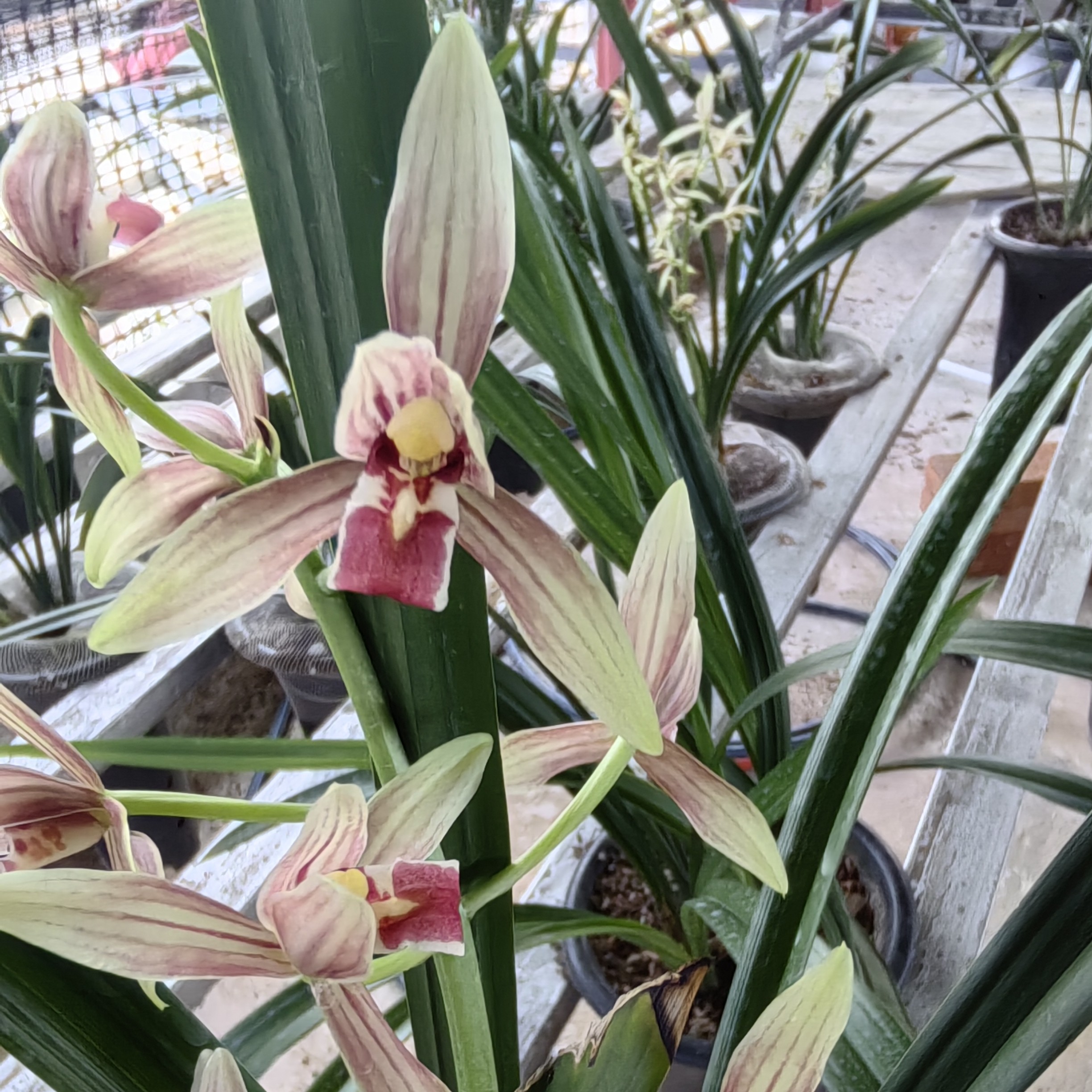 带花苞浓香型建兰花卉室内名贵好养兰花盆栽