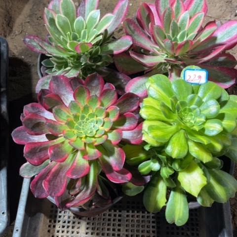 229多肉植物组合