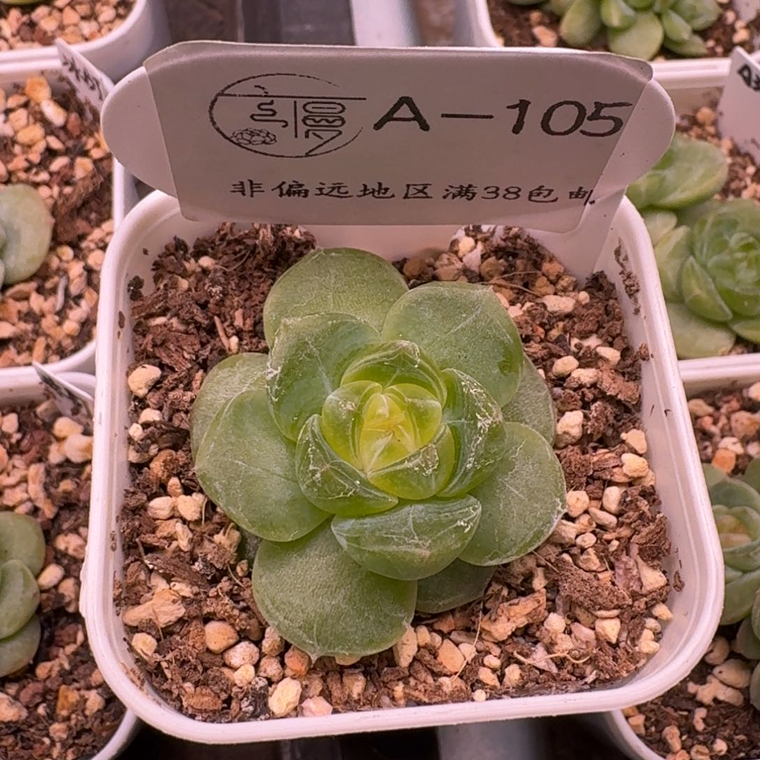 云慢花坊优选杂交一物一拍