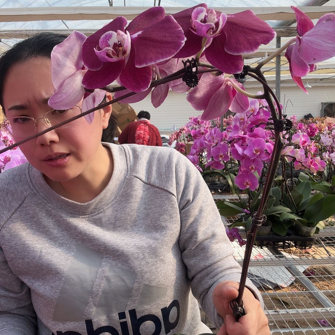 完全开放科尔马1颗3.5